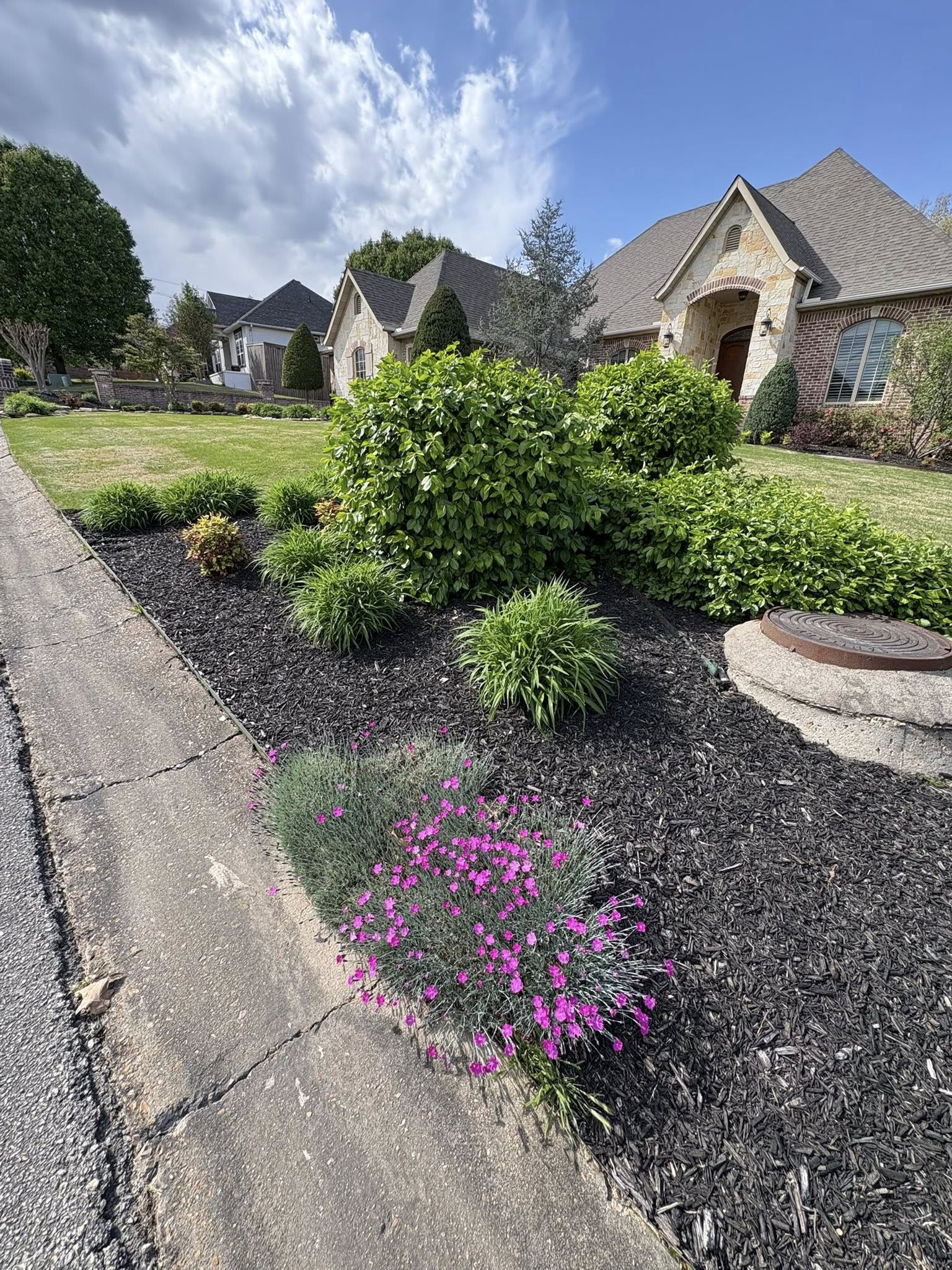 flowerbed with shrubs and purple flowers