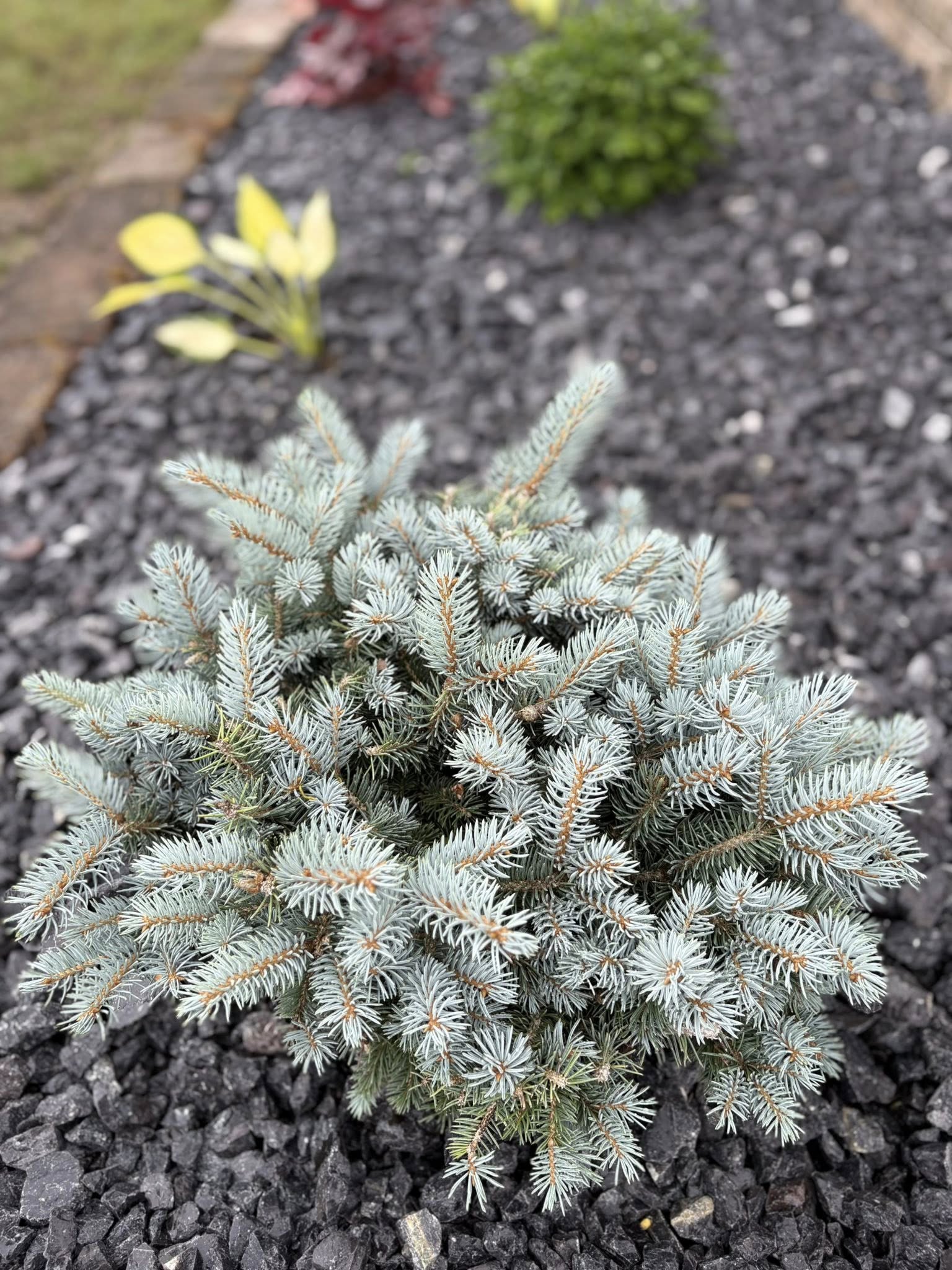 shrub in flowerbed