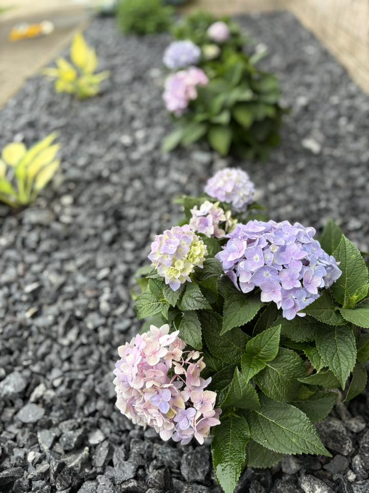 purple hydrangeas in flowerbed