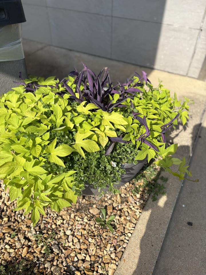 sweet potato vine in landscaping